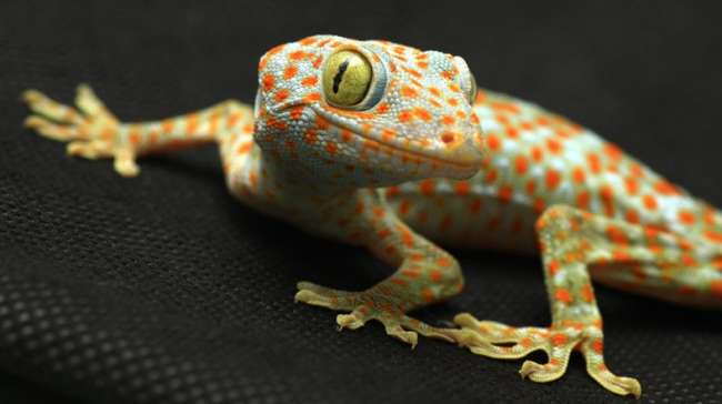 Gecko Kertenkelesi ve Moleküler Çekim Kuvveti