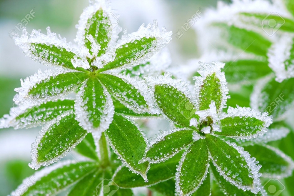 Bitkiler Soğukla Nasıl Başa Çıkarlar?